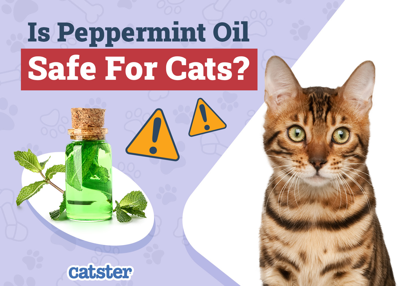 Is Peppermint Oil Safe for Cats? Vet-Reviewed Facts & FAQ