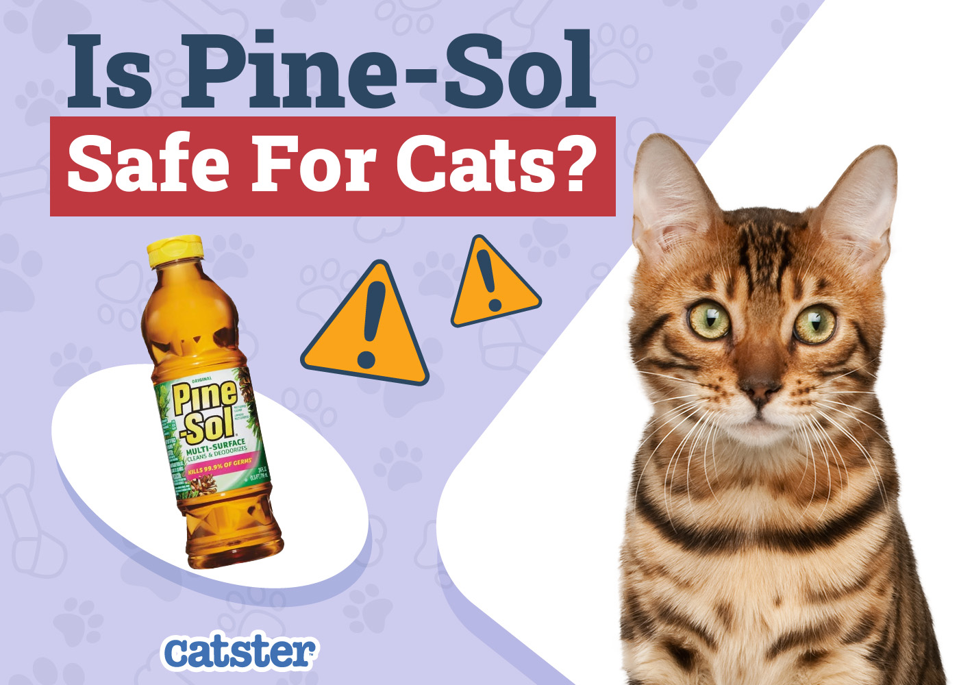 Is Pine-Sol Safe for Cats? Vet-Reviewed Health Facts