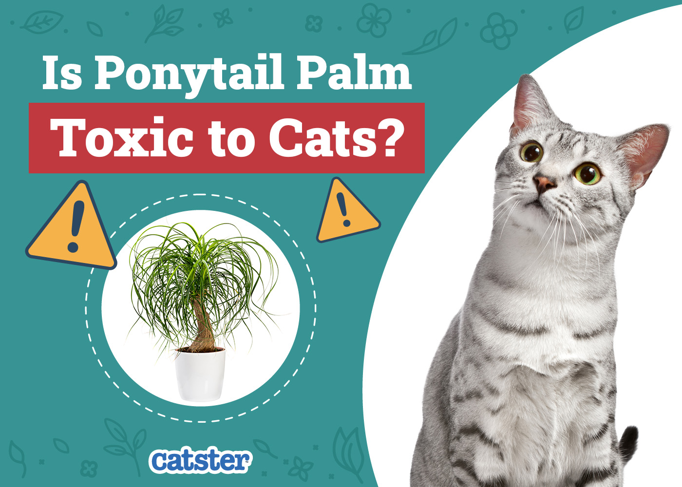 Is Ponytail Palm Toxic to Cats? Vet-Reviewed Houseplants Examined