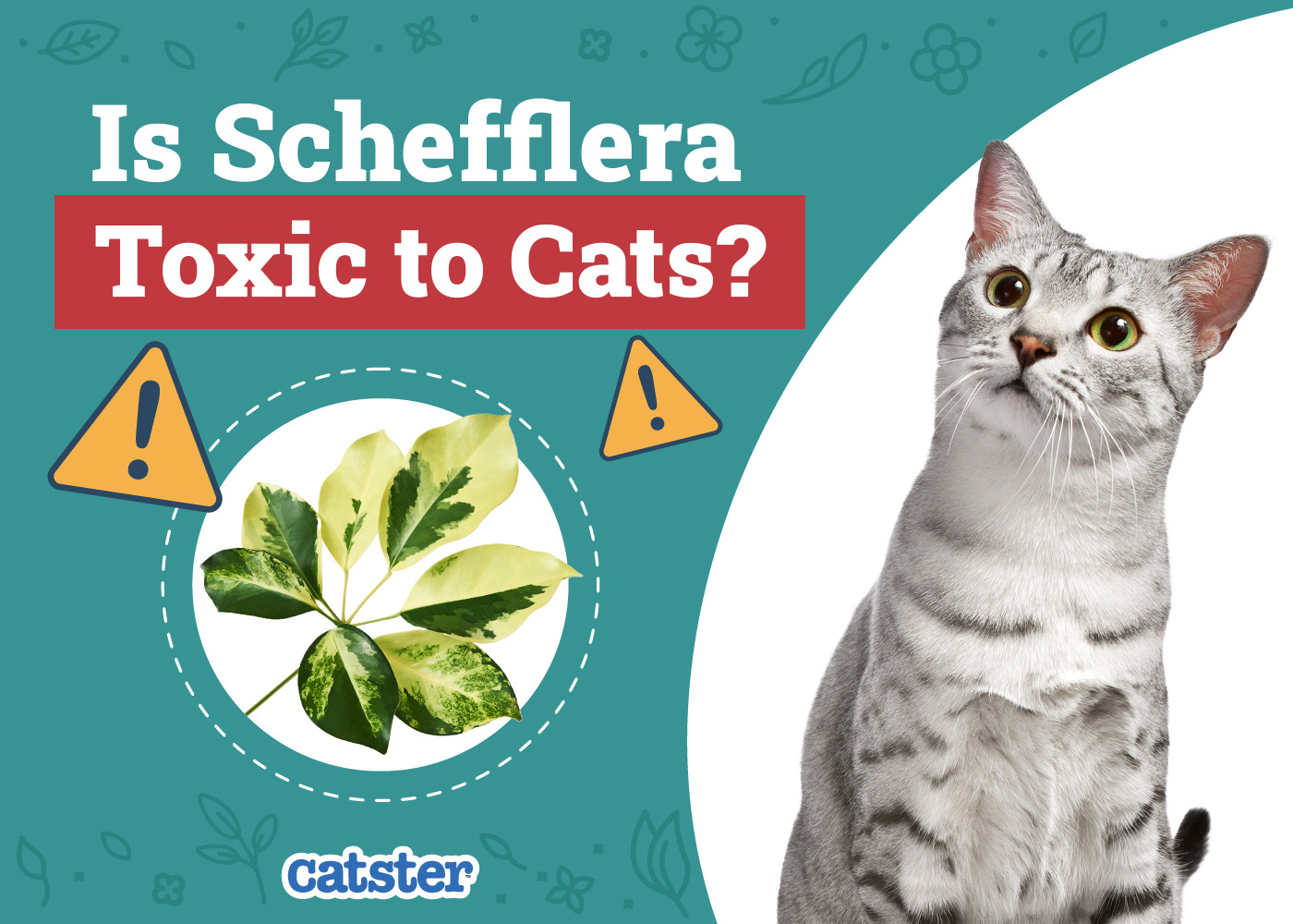 Is Schefflera Toxic to Cats? Vet-Verified Facts & Safety Guide