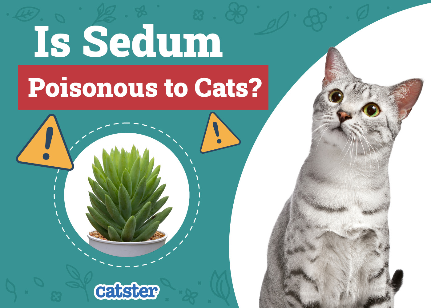 Is Sedum Poisonous to Cats? Common Houseplants Examined & Vet-Reviewed
