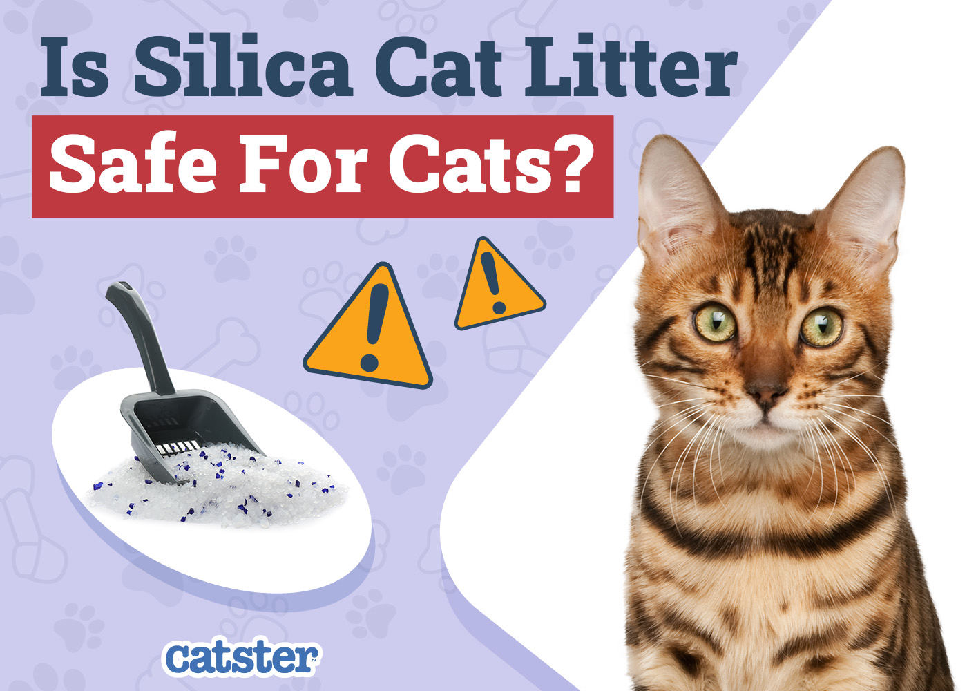Is Silica Cat Litter Safe for Cats? Vet-Approved Pros, Cons & FAQ