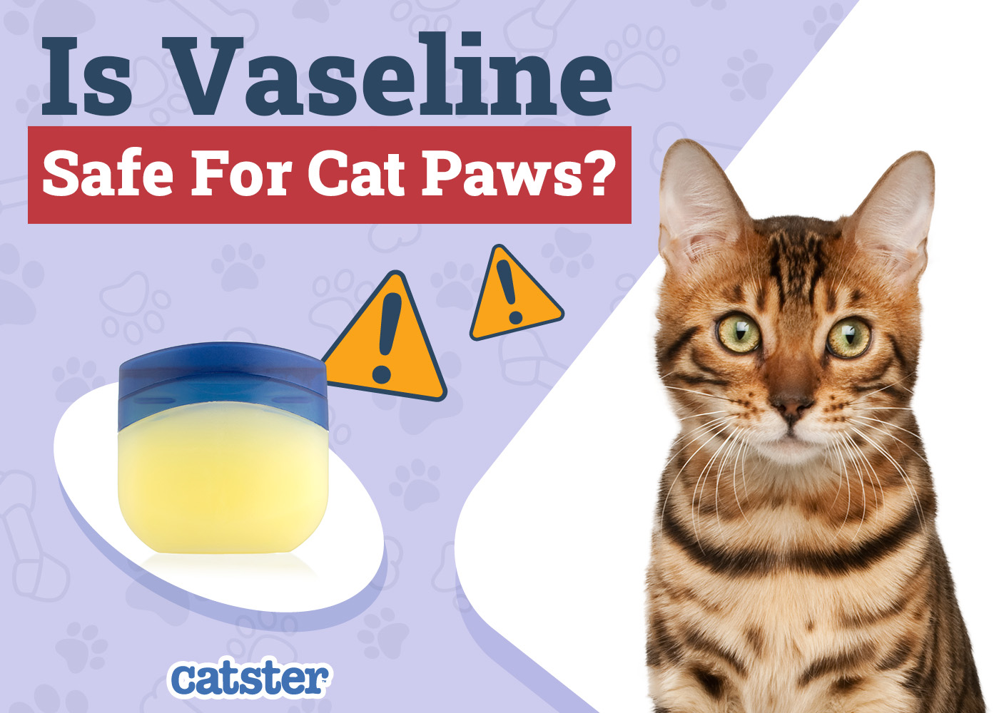 Is Vaseline Safe for Cat Paws? Vet Reviewed Facts & FAQ