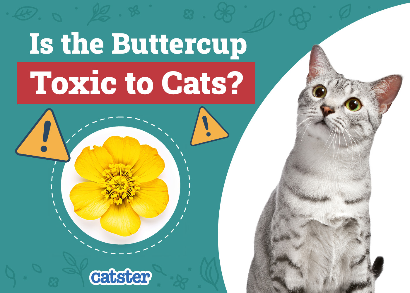Is the Buttercup Toxic to Cats? Vet-Approved Facts & FAQ