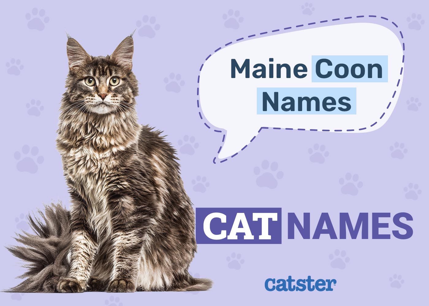 200 Maine Coon Cat Names: Great Ideas for Your Big Cat