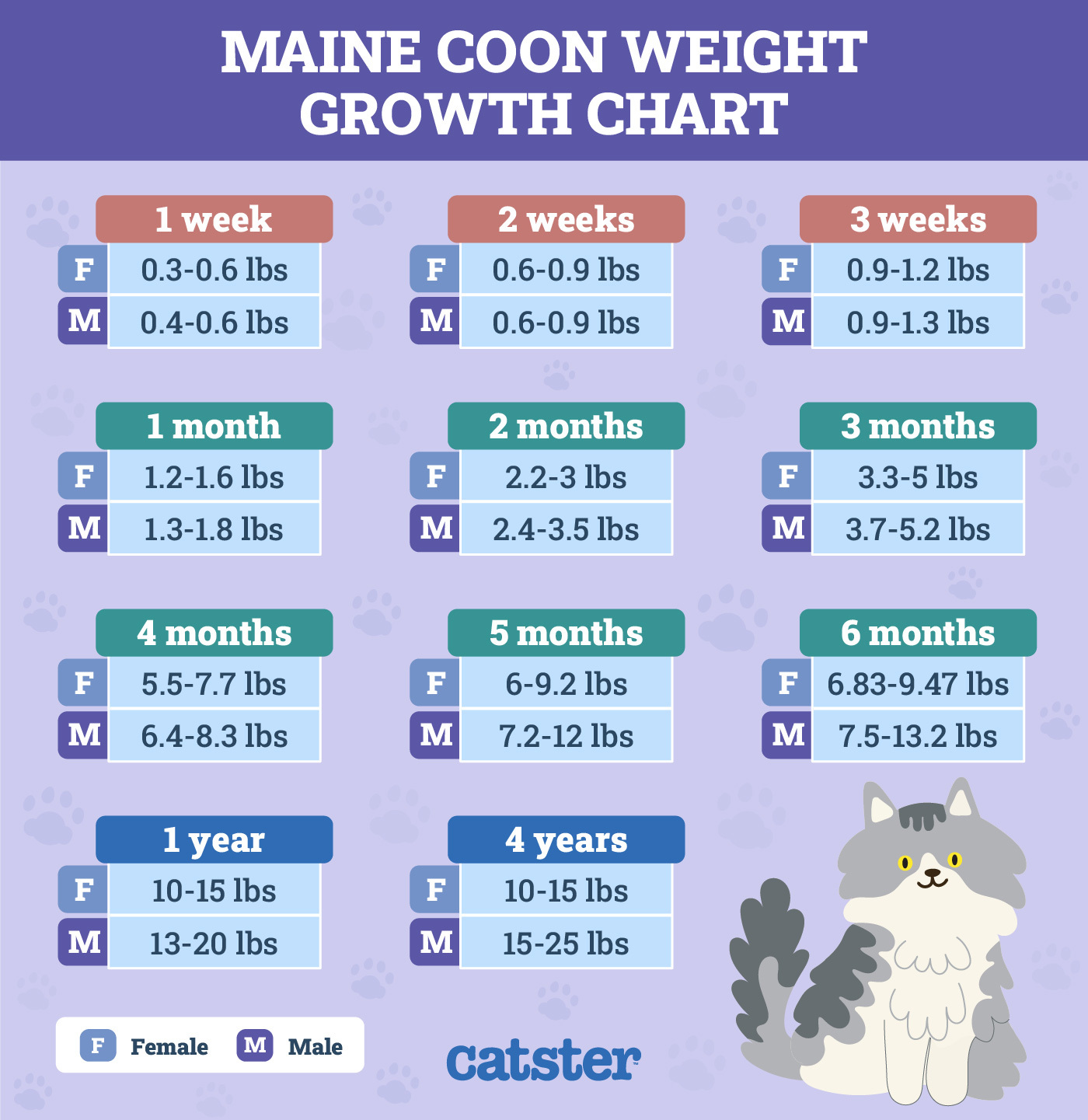 Catster_Maine Coon Weight Growth Chart Infographic