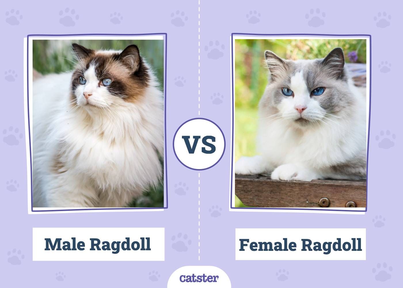 Male vs Female Ragdolls: What’s the Difference? (With Pictures)