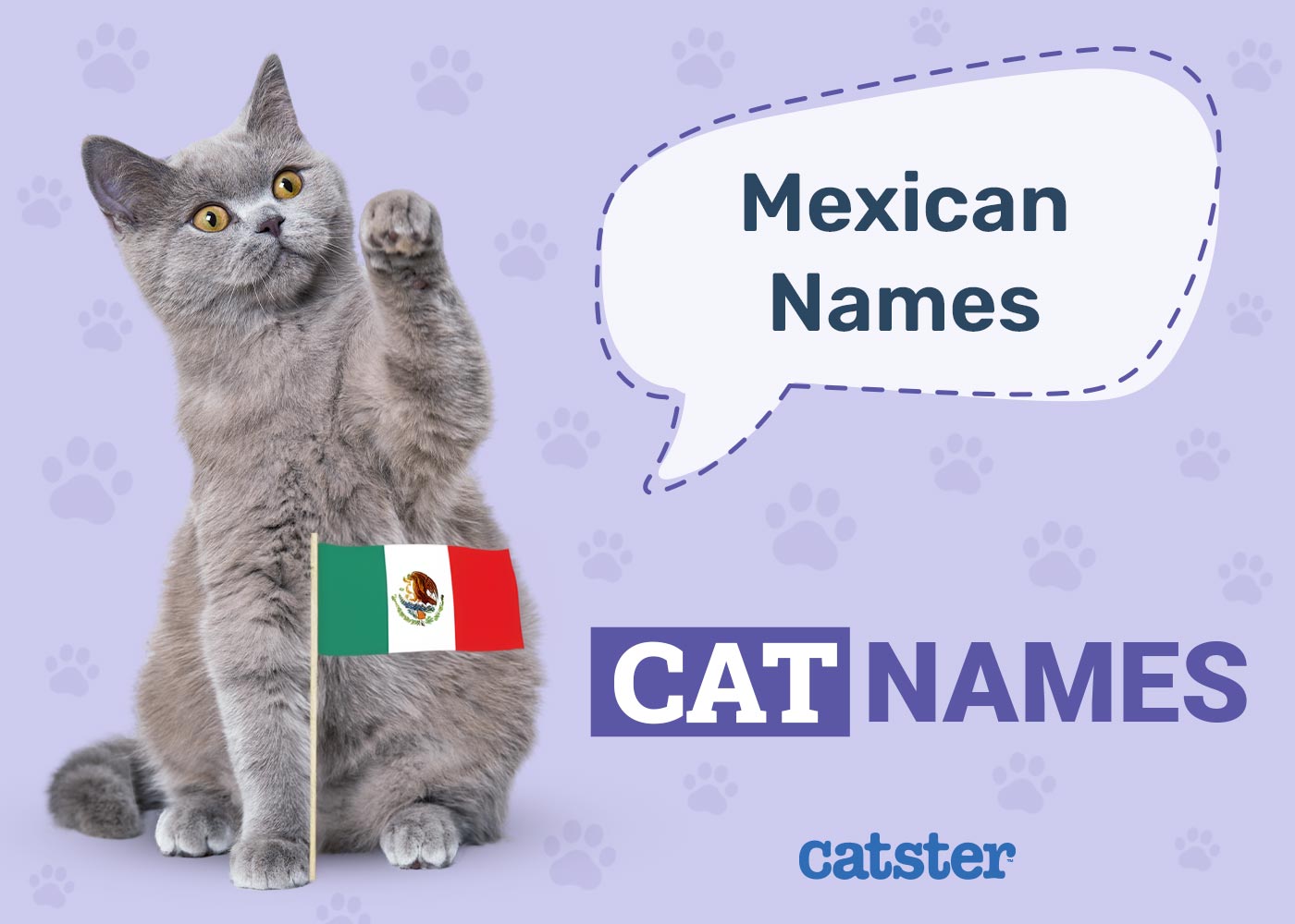 200+ Mexican Cat Names: Fun Ideas for Your Spicy Feline