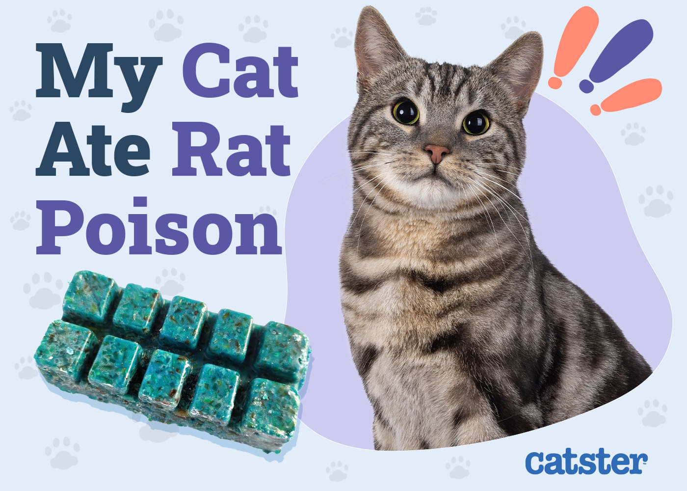 My Cat Ate Rat Poison: Symptoms & What to Do (Vet Answer)