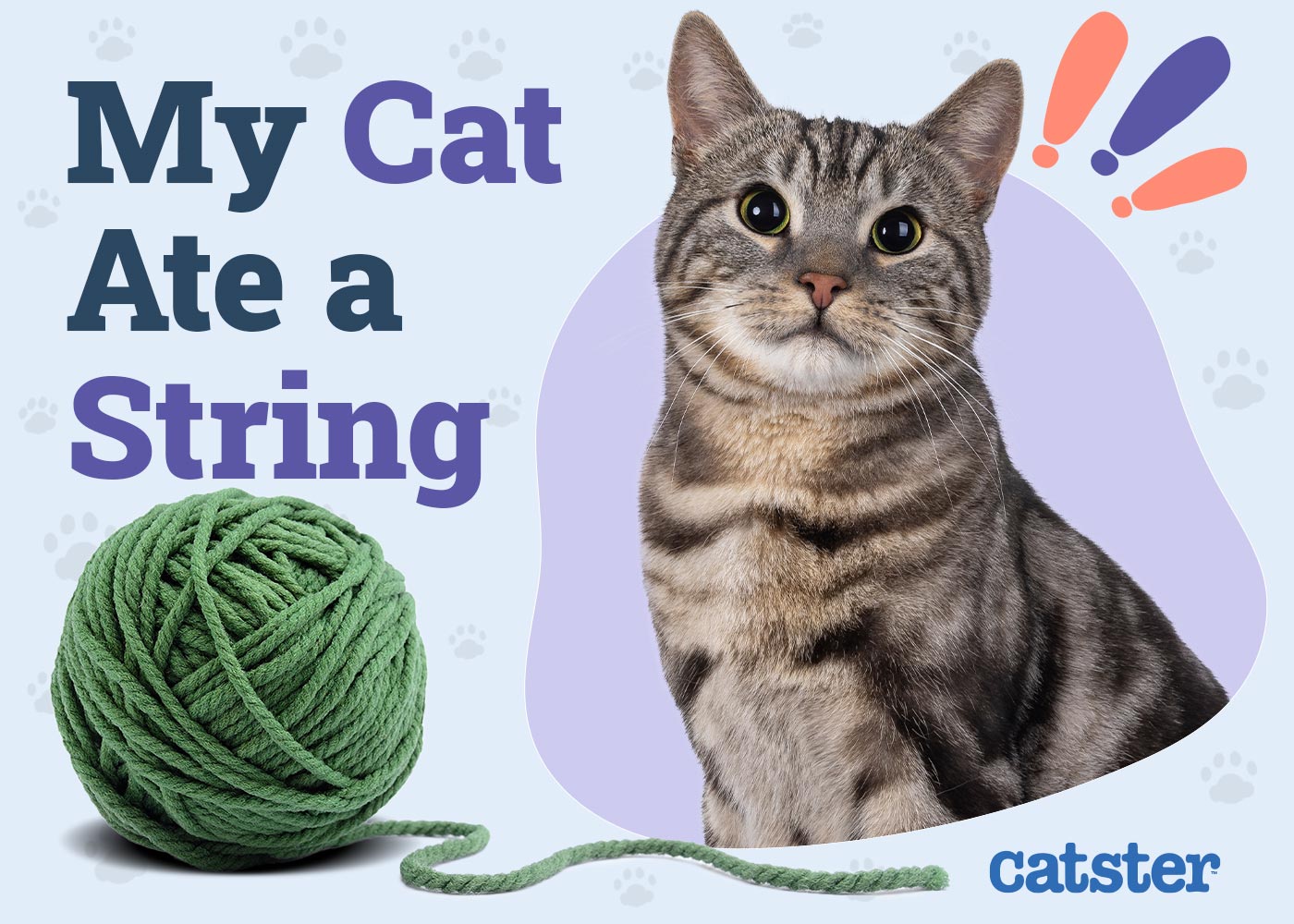 My Cat Ate String! Our Vet Explains What to Do