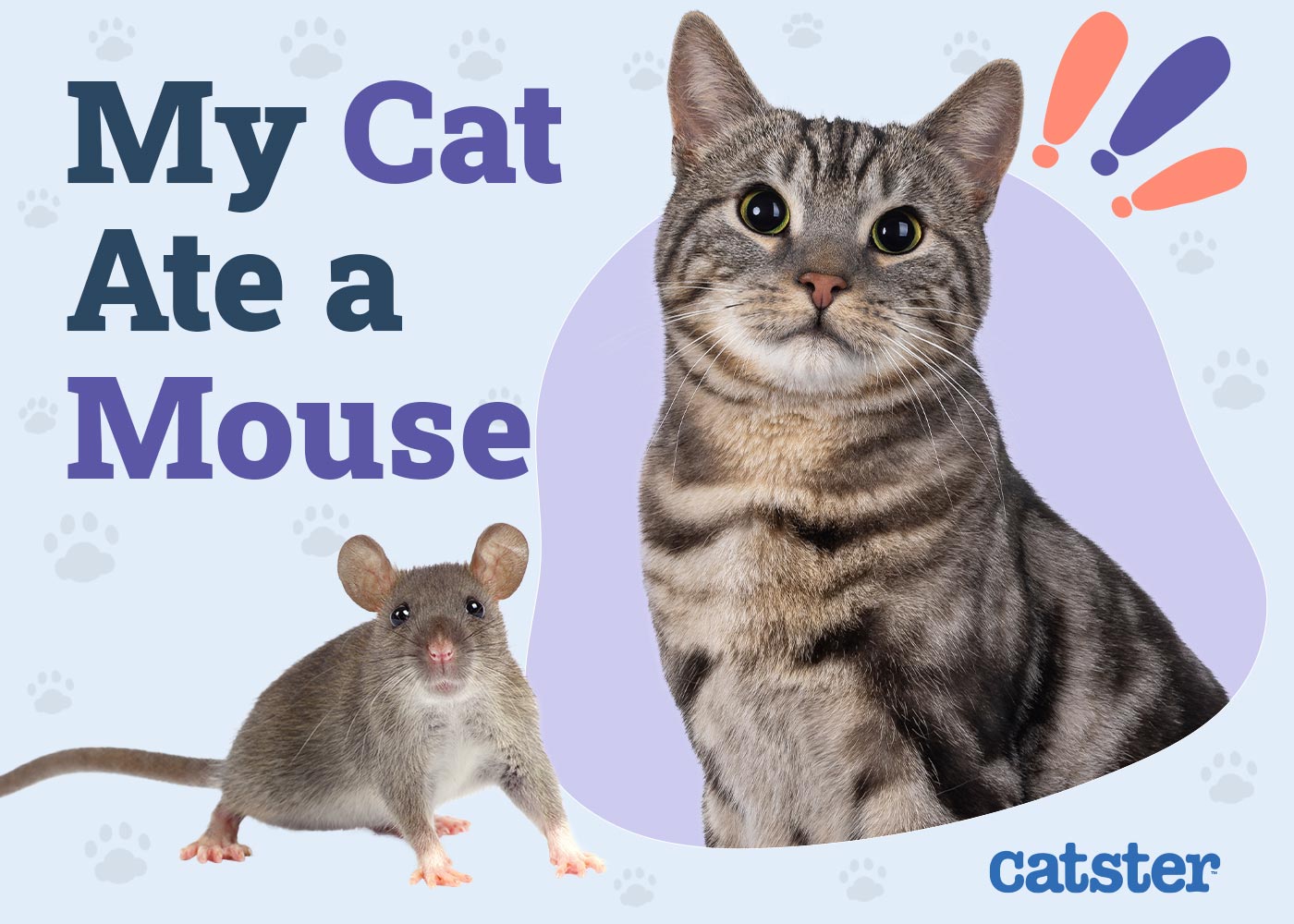 My Cat Ate a Mouse: Vet-Approved Dangers & Prevention