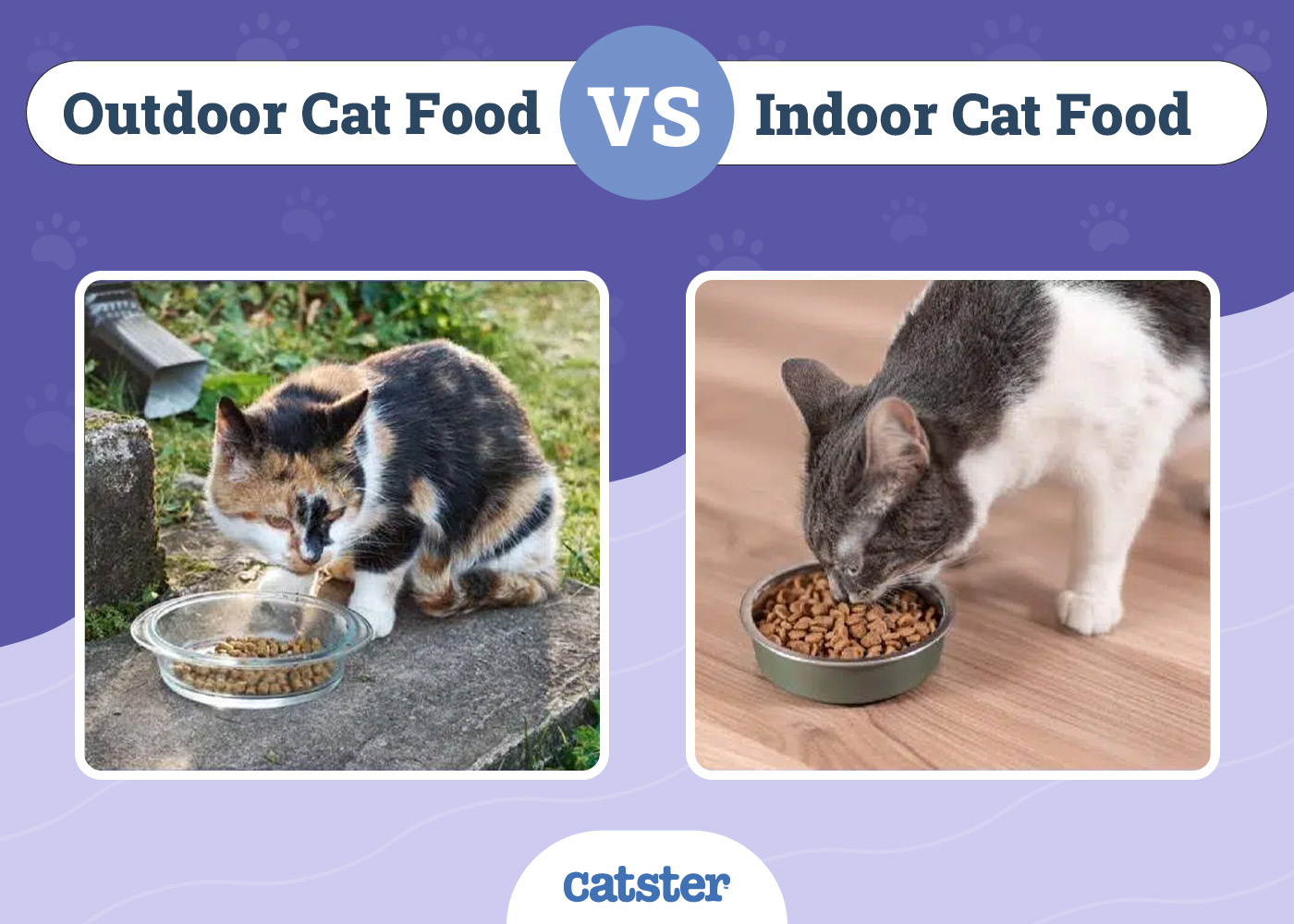 outdoor vs indoor cat food