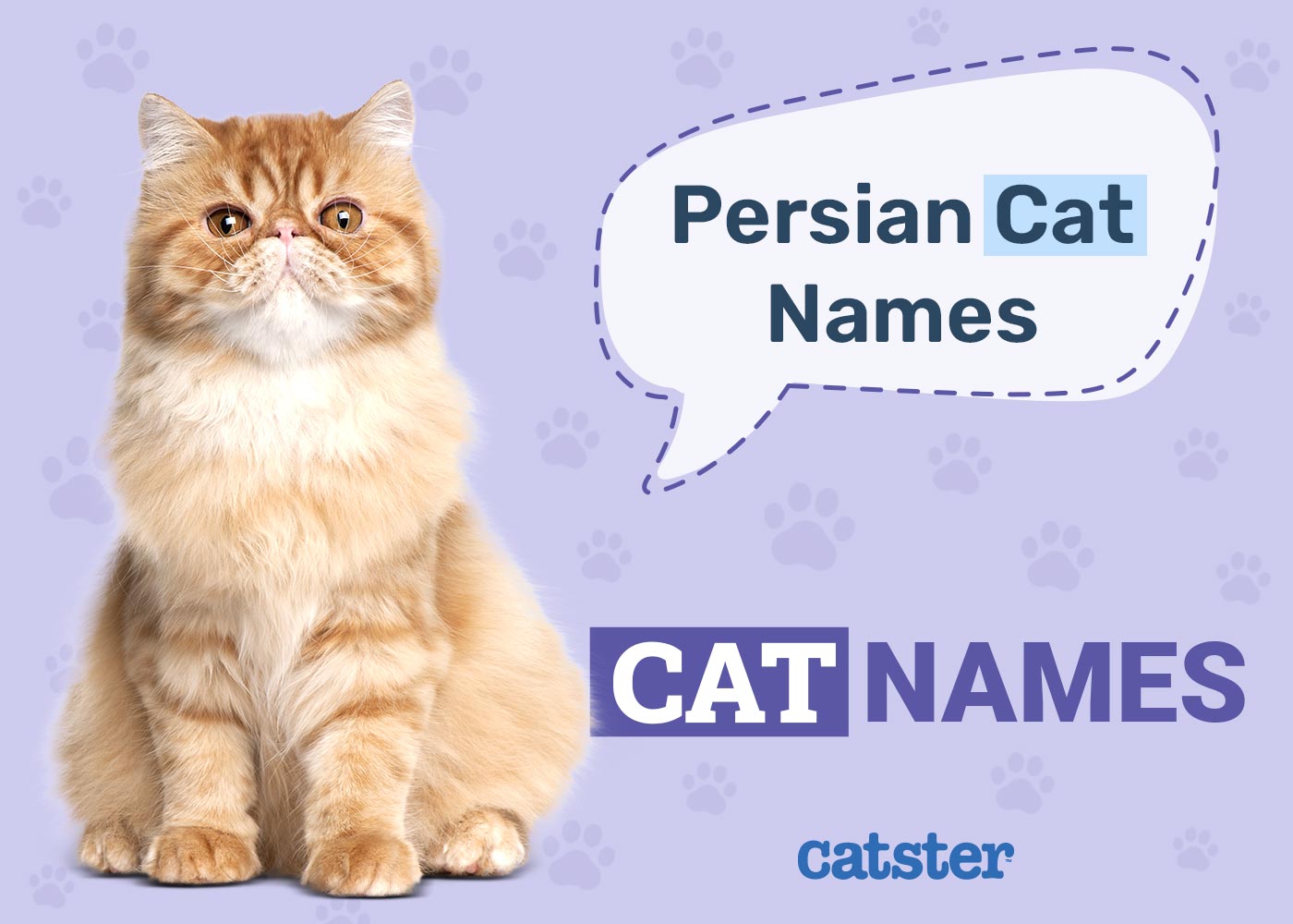 100+ Persian Cat Names: Ideas for Adorable, Posh & Regal Cats