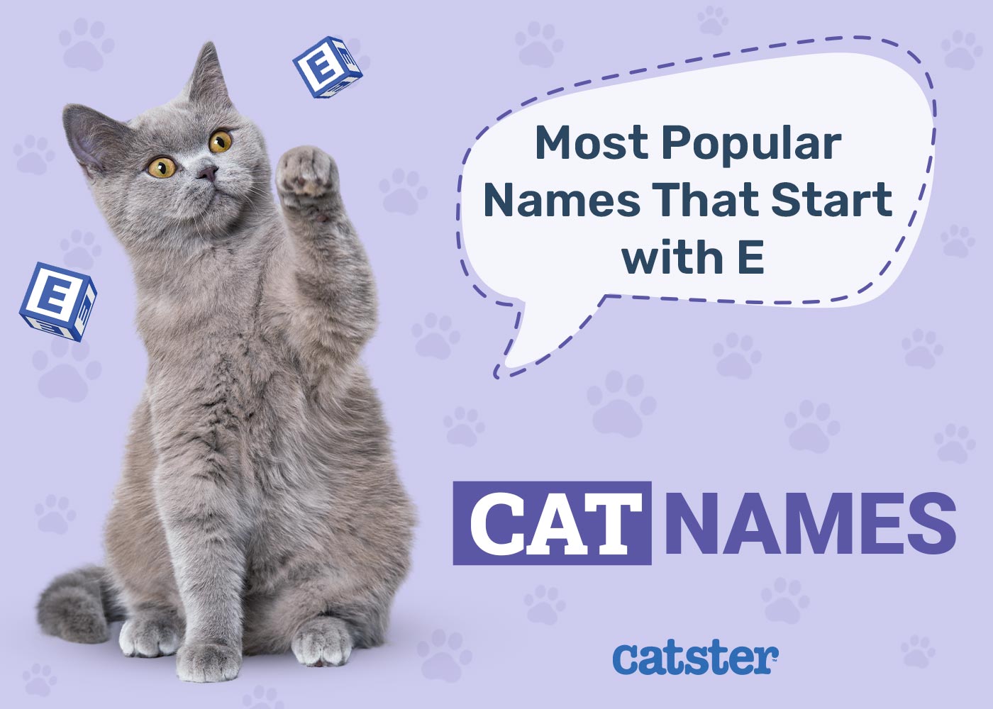 Most Popular Cat Names That Start With E in 2026