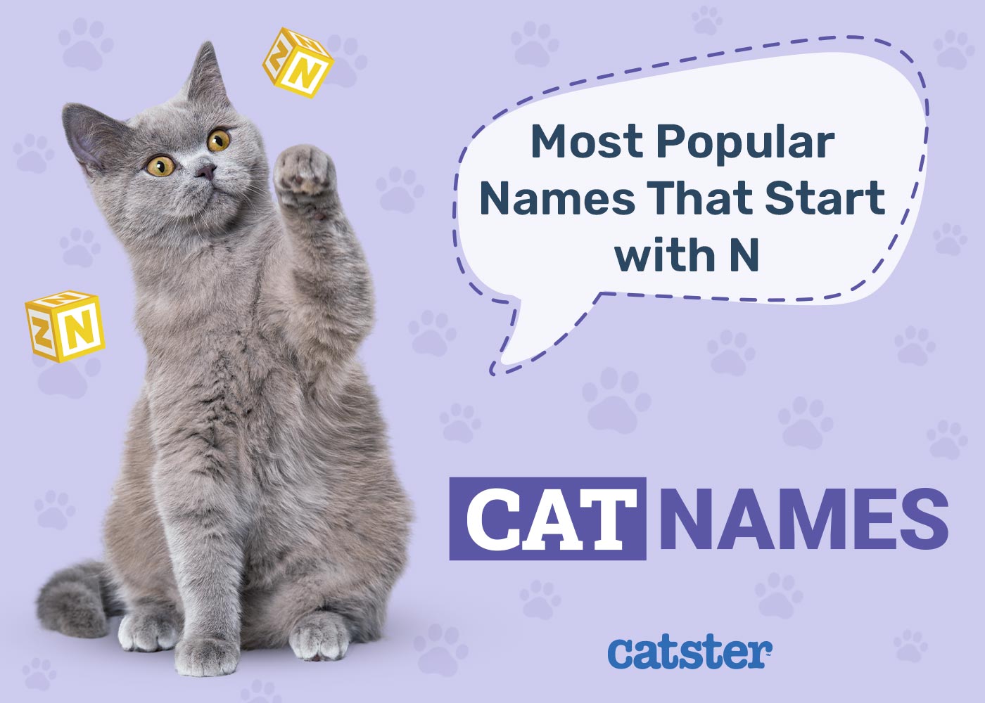 Most Popular Cat Names That Start With N in 2026