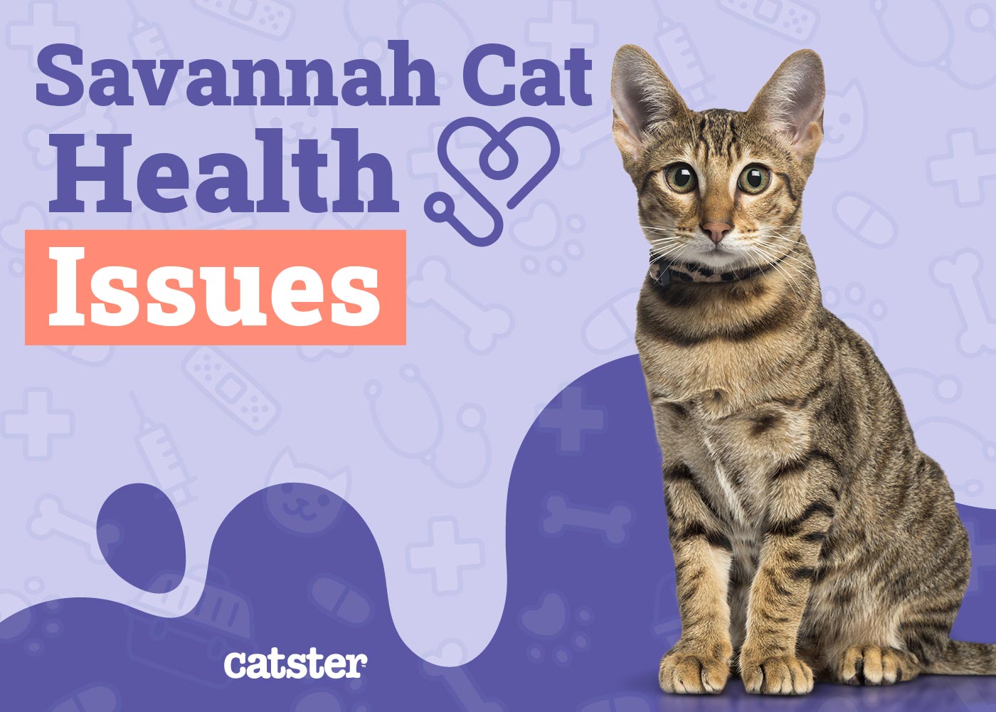 Savannah Cat Health Problems: 8 Vet-Reviewed Issues