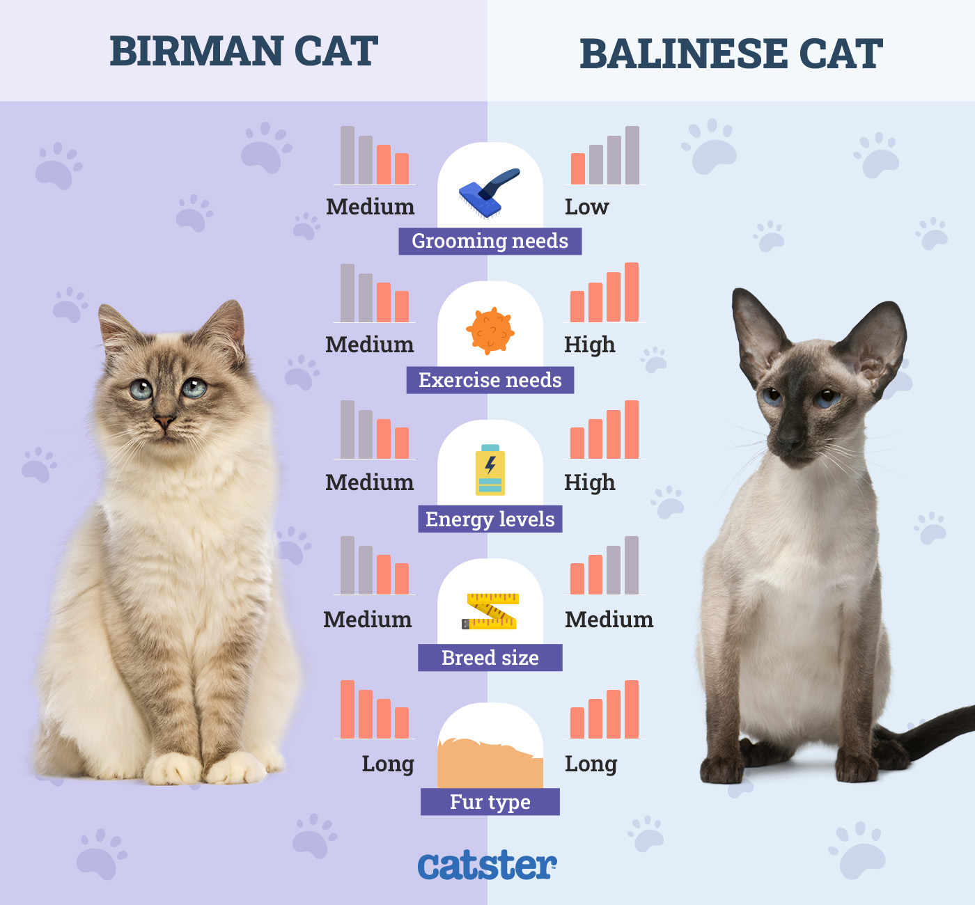 Catster_Side by Side Birman Cat vs Balinese Cat