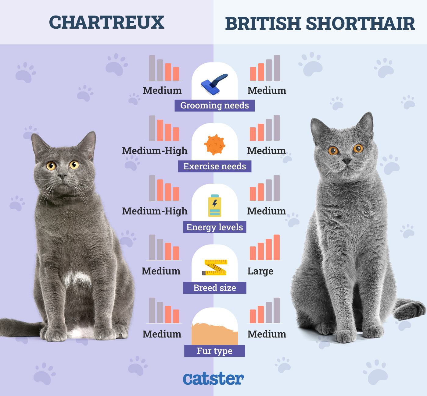 Catster_Side by Side Chartreux vs British Shorthair