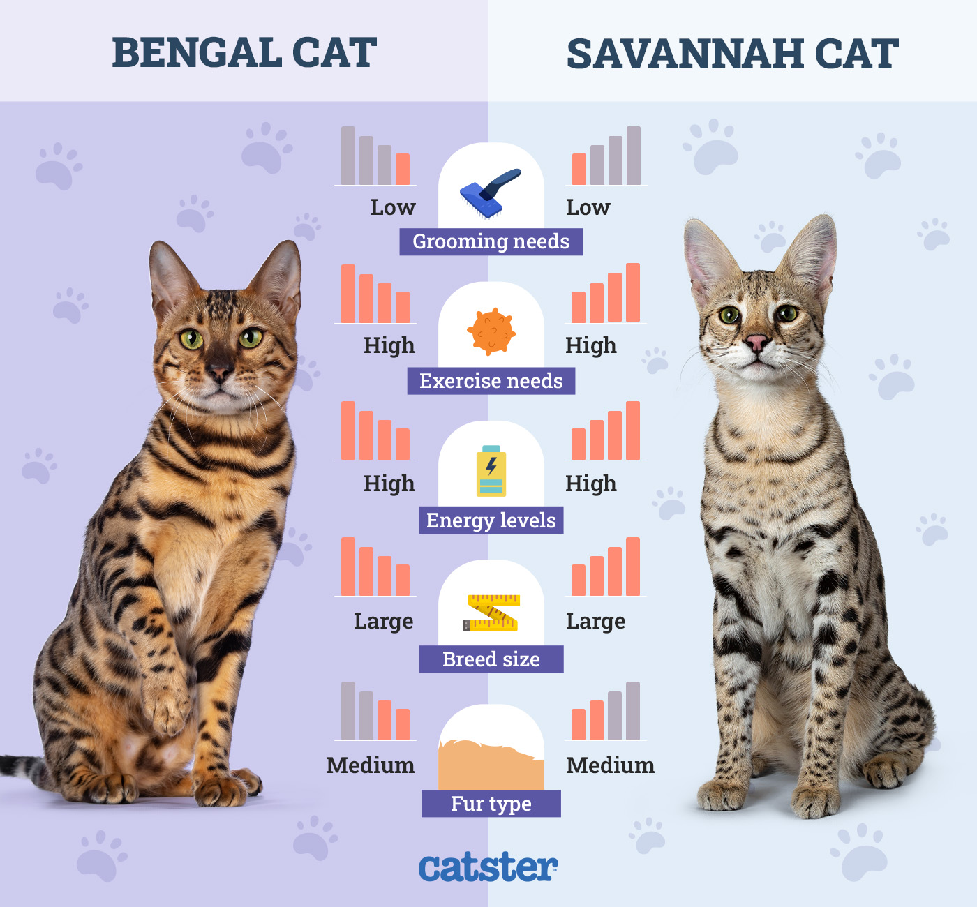 Catster_Side by Side Comparison Bengal Cat vs Savannah Cat