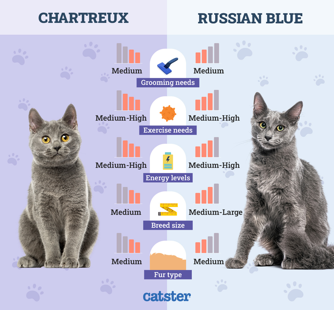 Catster_Side by Side Comparison Chartreux vs Russian Blue