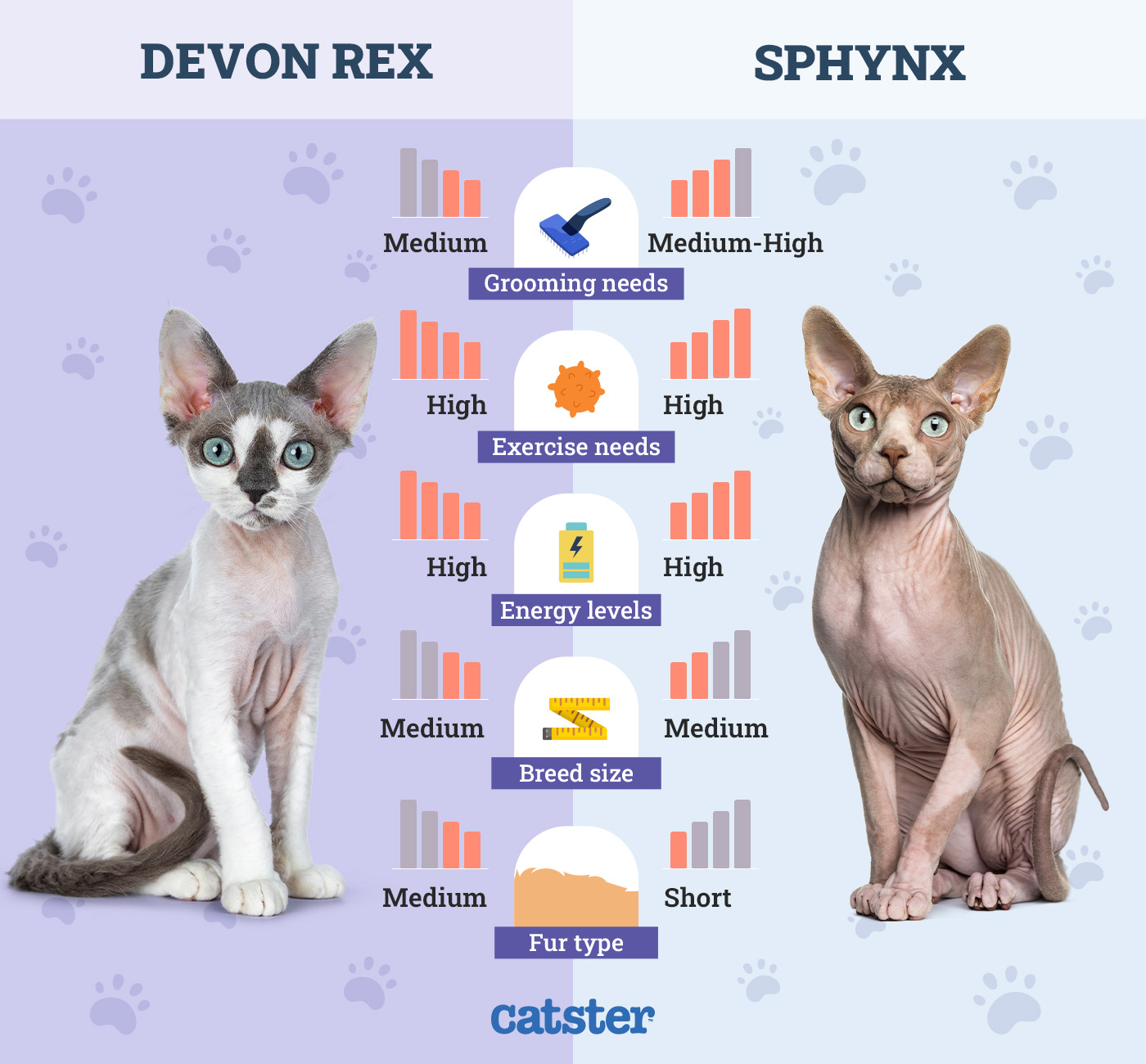 Catster_Side by Side Comparison Devon Rex vs Sphynx