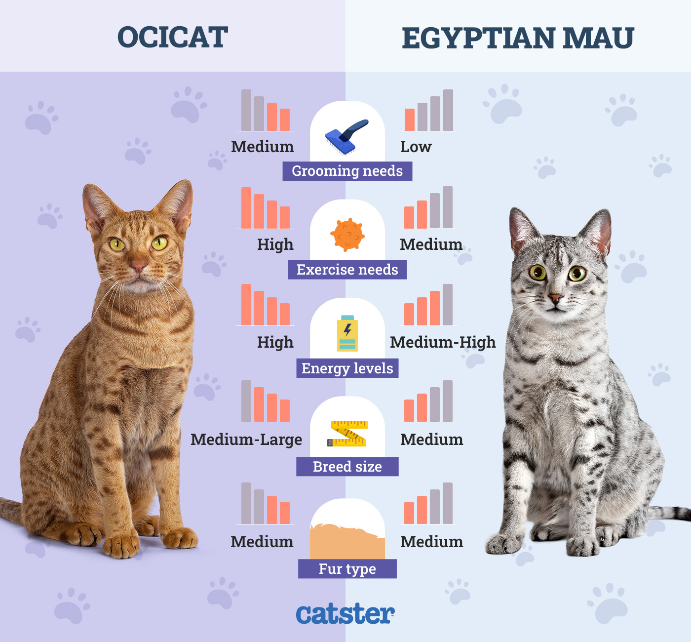 Catster_Side by Side Comparison OciCat vs Egyptian Mau