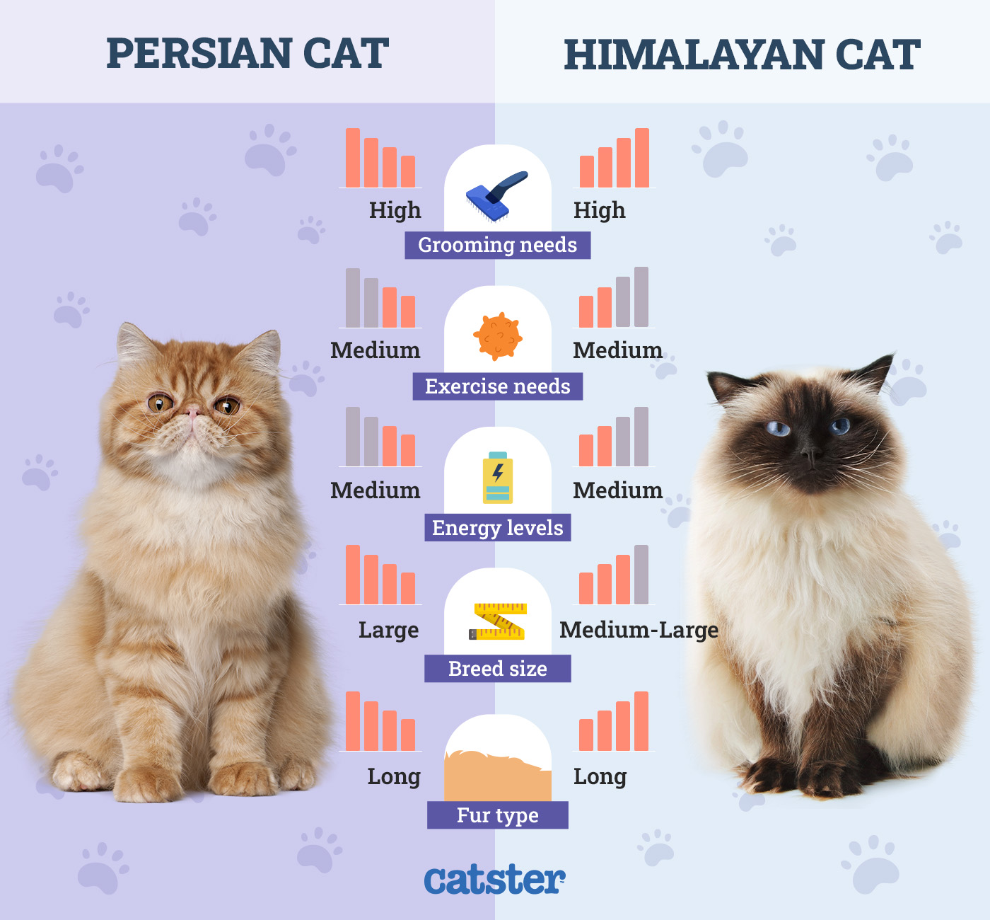 Catster_Side by Side Comparison Persian Cat vs Himalayan Cat