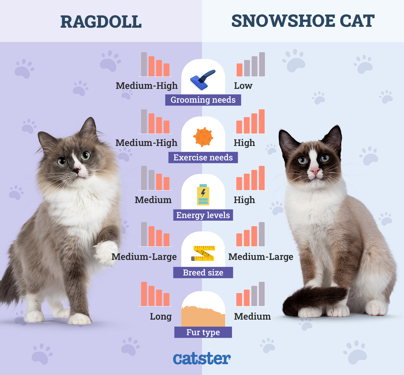 Catster_Side by Side Comparison Ragdoll vs Snowshoe Cat