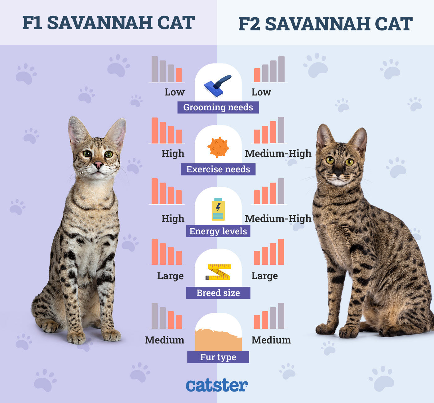 Catster_Side by Side F1 Savannah Cat vs F2 Savannah Cat