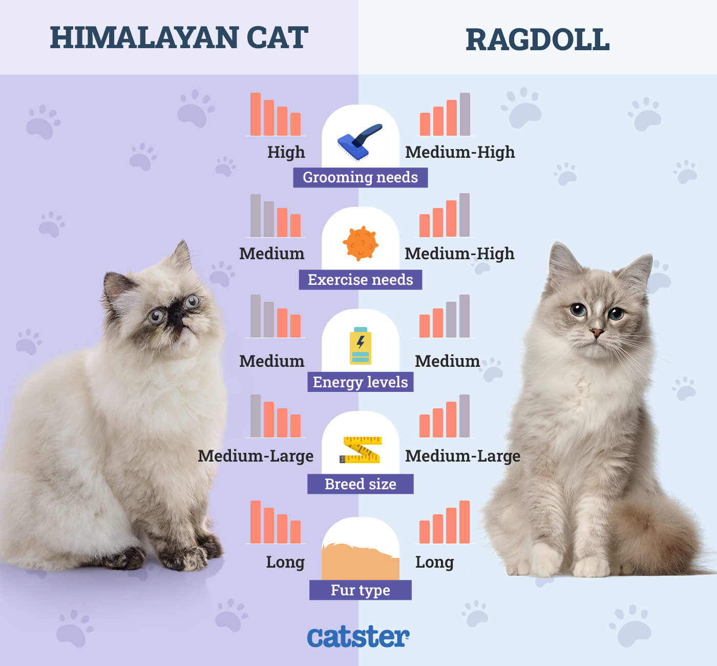 Catster_Side by Side Himalayan vs Ragdoll