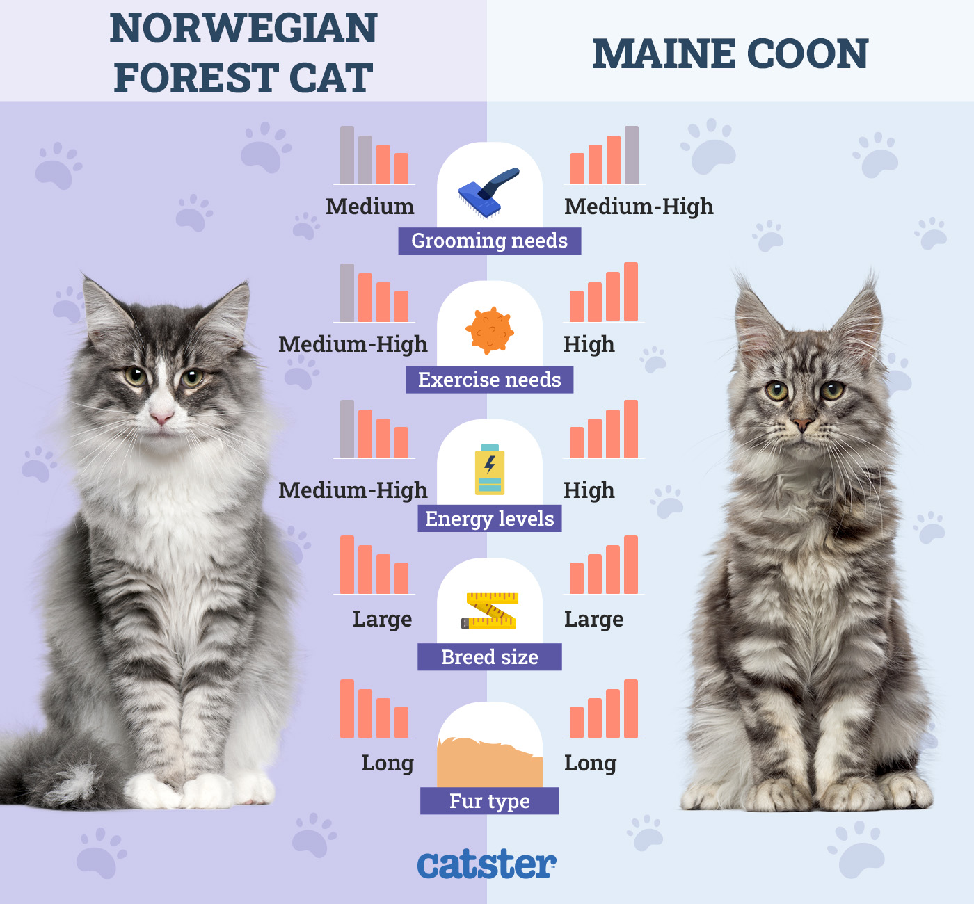Catster_Side by Side Norwegian Forest Cat vs Maine Coon