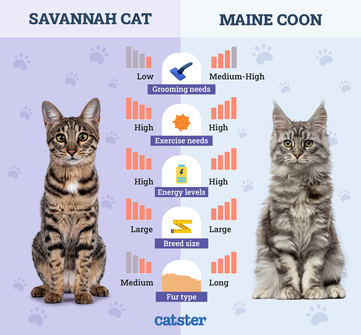 Catster_Side by Side Savannah Cat vs Maine Coon