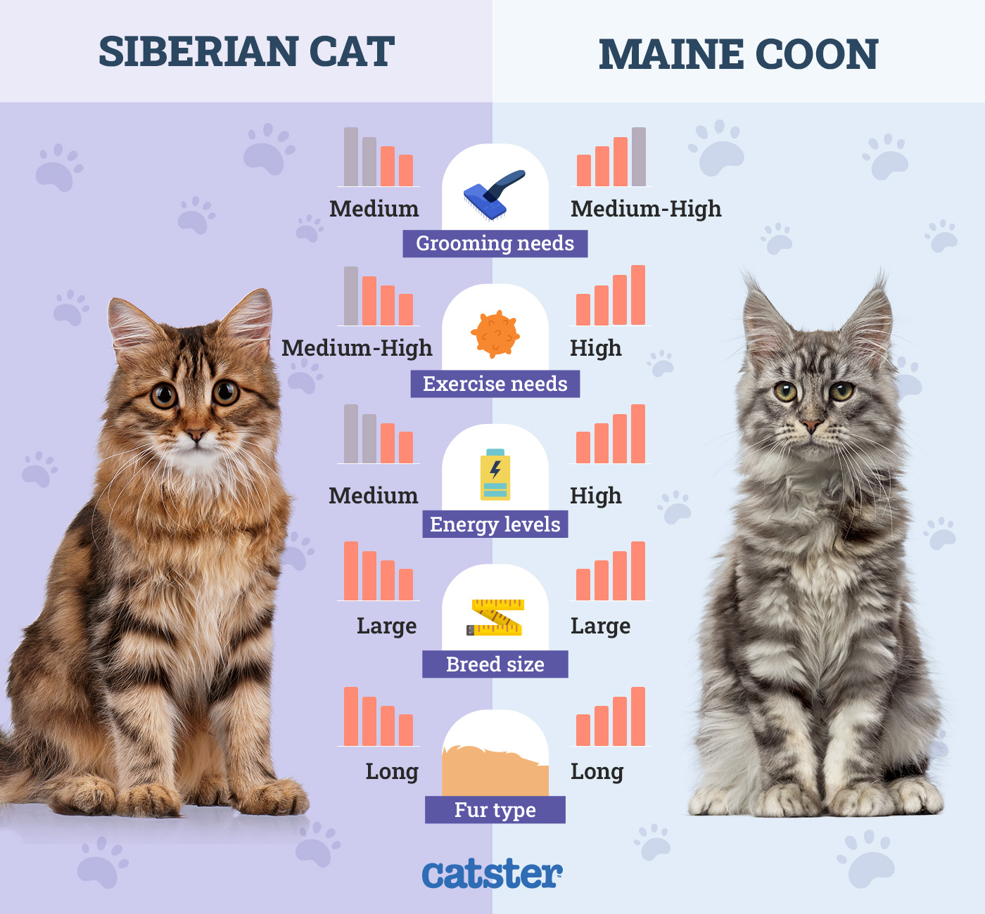 Catster_Side by Side Siberian Cat vs Maine Coon