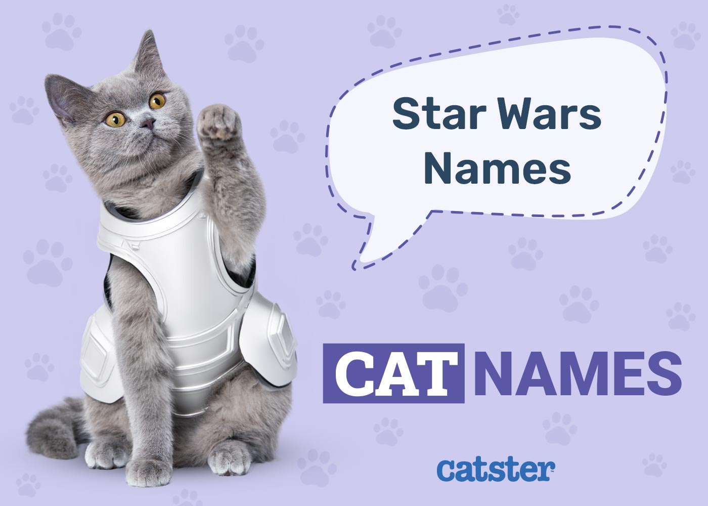 100+ Star Wars Cat Names: Great Ideas for Your incredible Cat
