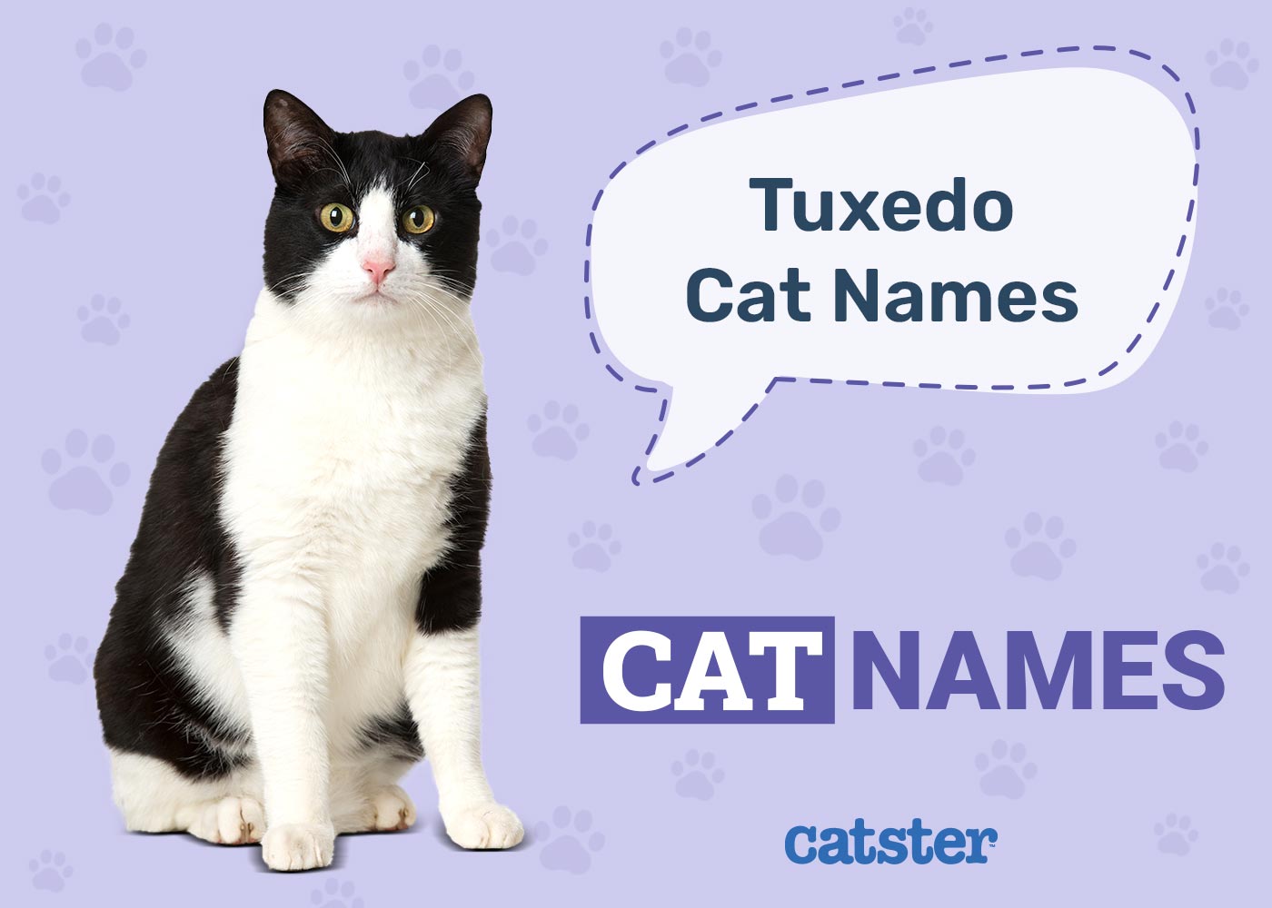 150+ Names for Tuxedo Cats: Fancy Options for Black & White Kitties