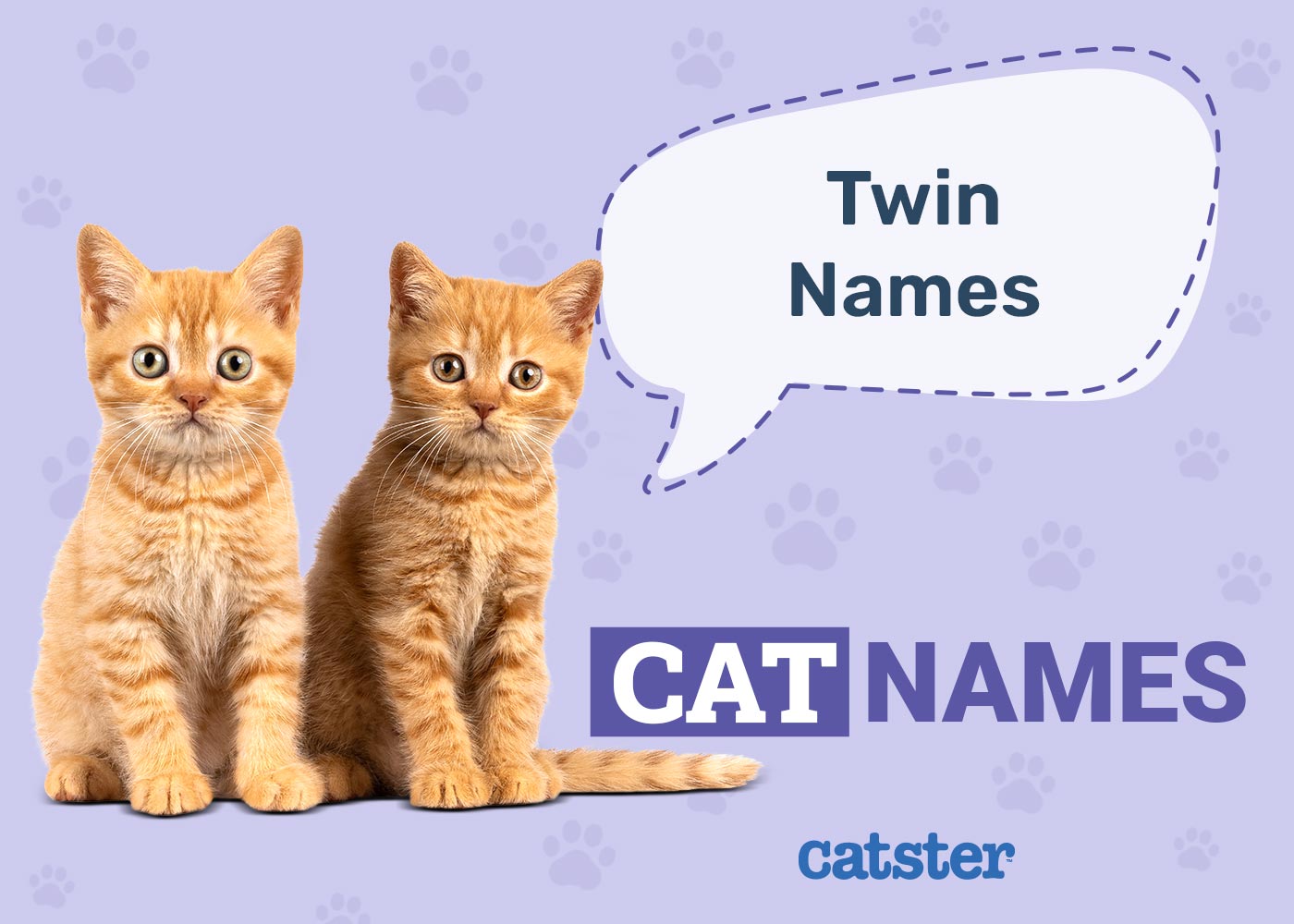 100+ Twin Cat Names for Best Friends & Siblings