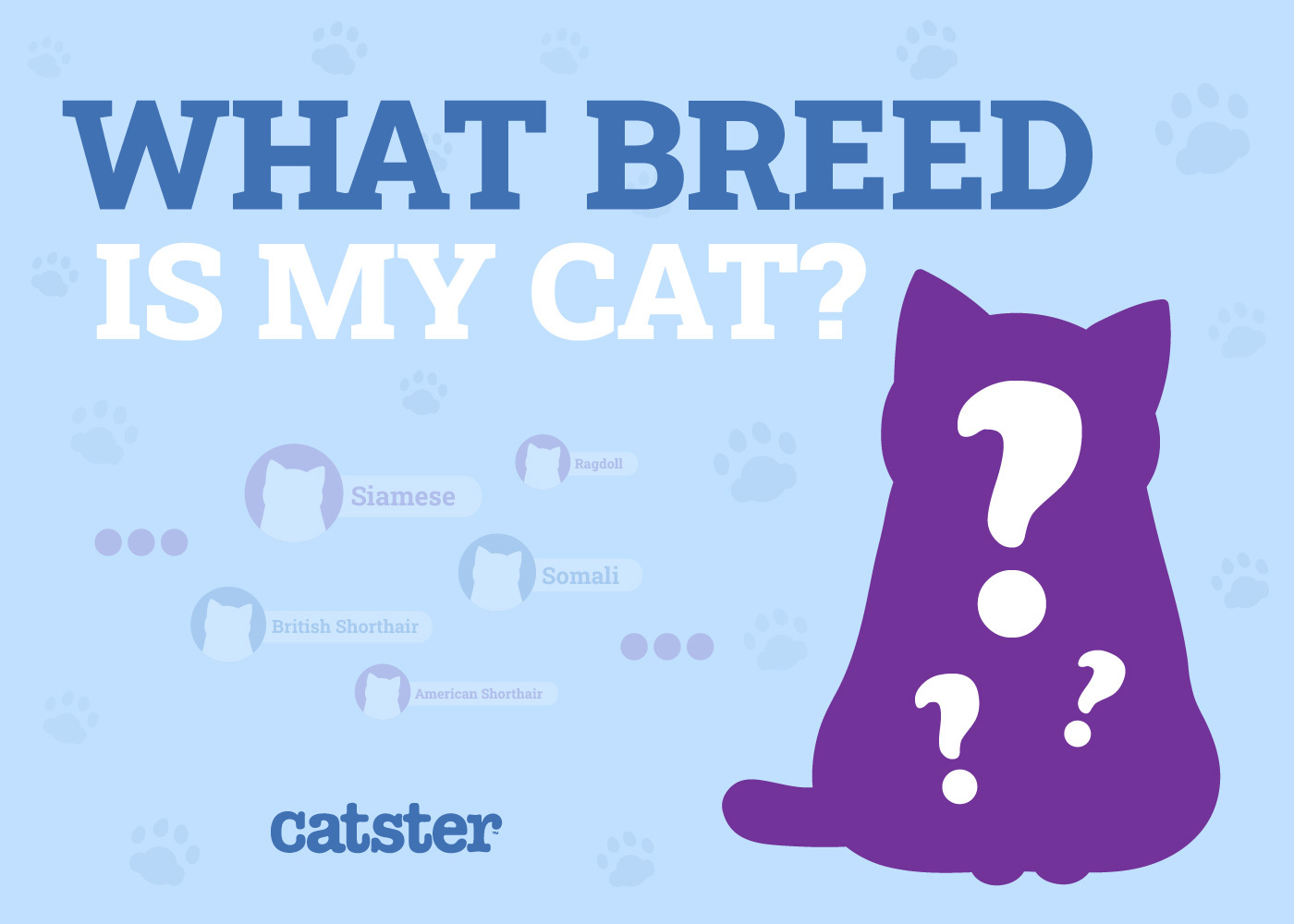 What Breed Is My Cat? Vet Approved Identification Guide