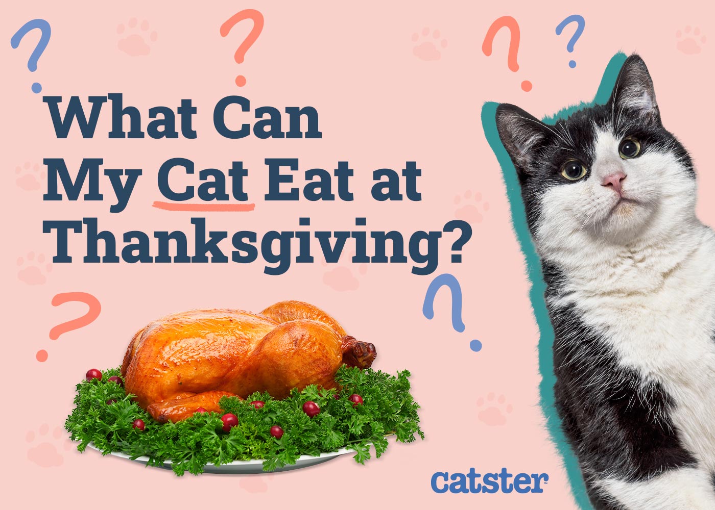What Can My Cat Eat at Thanksgiving? 16 Vet Reviewed Do’s & Don’ts