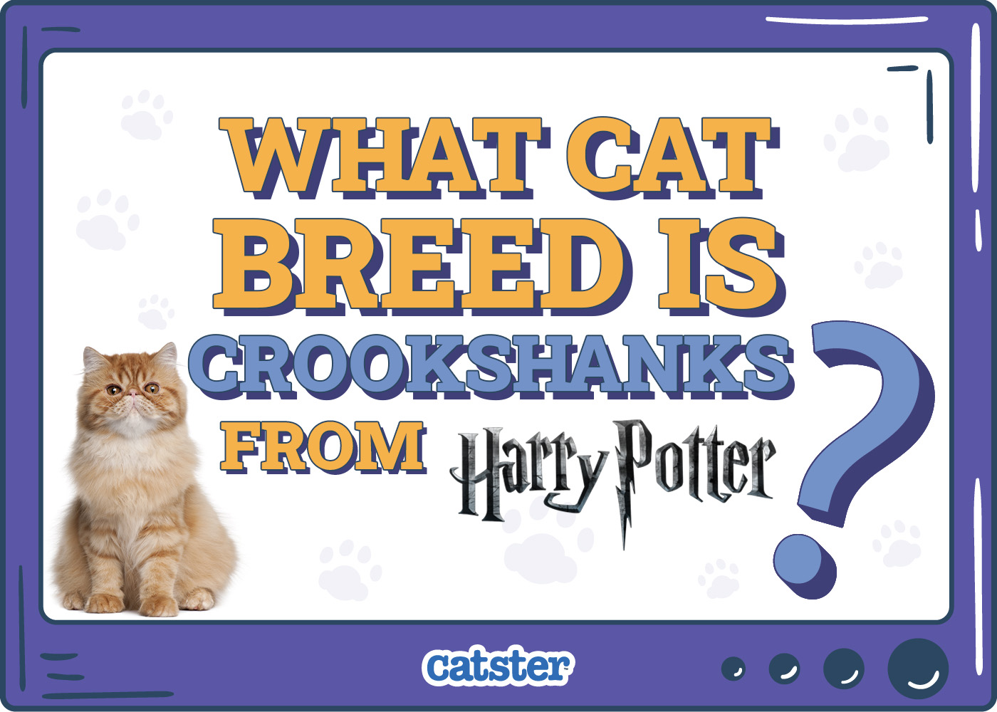 What Cat Breed Is Crookshanks from Harry Potter? Movie Facts