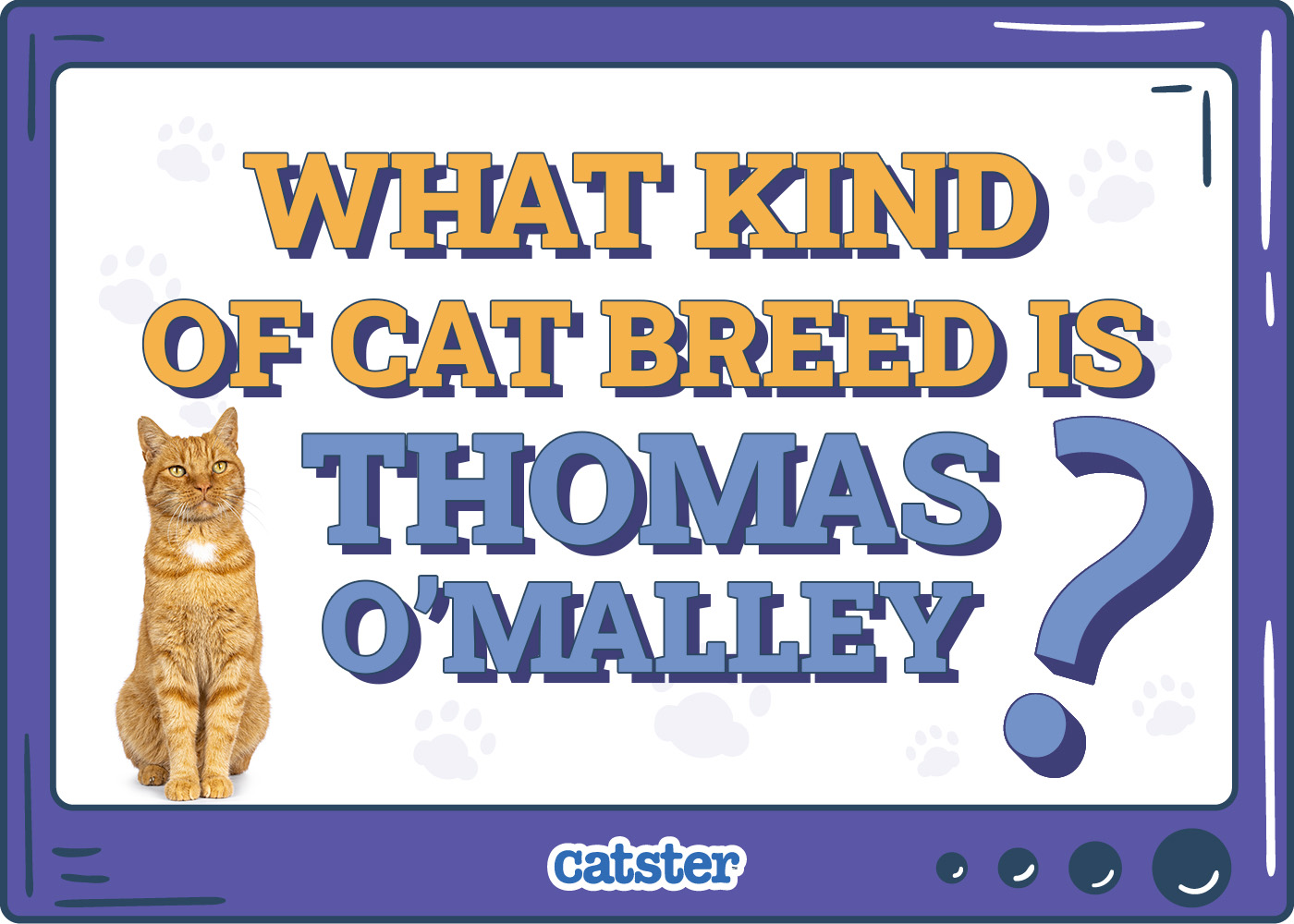 What Kind of Cat Breed Is Thomas O'Malley? Movie Cats Explained