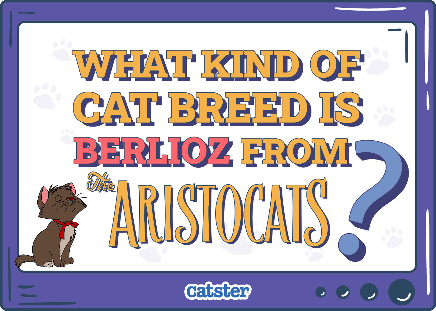 What Kind of Cat Breed is Berlioz from the Aristocats? Disney Felines Explained