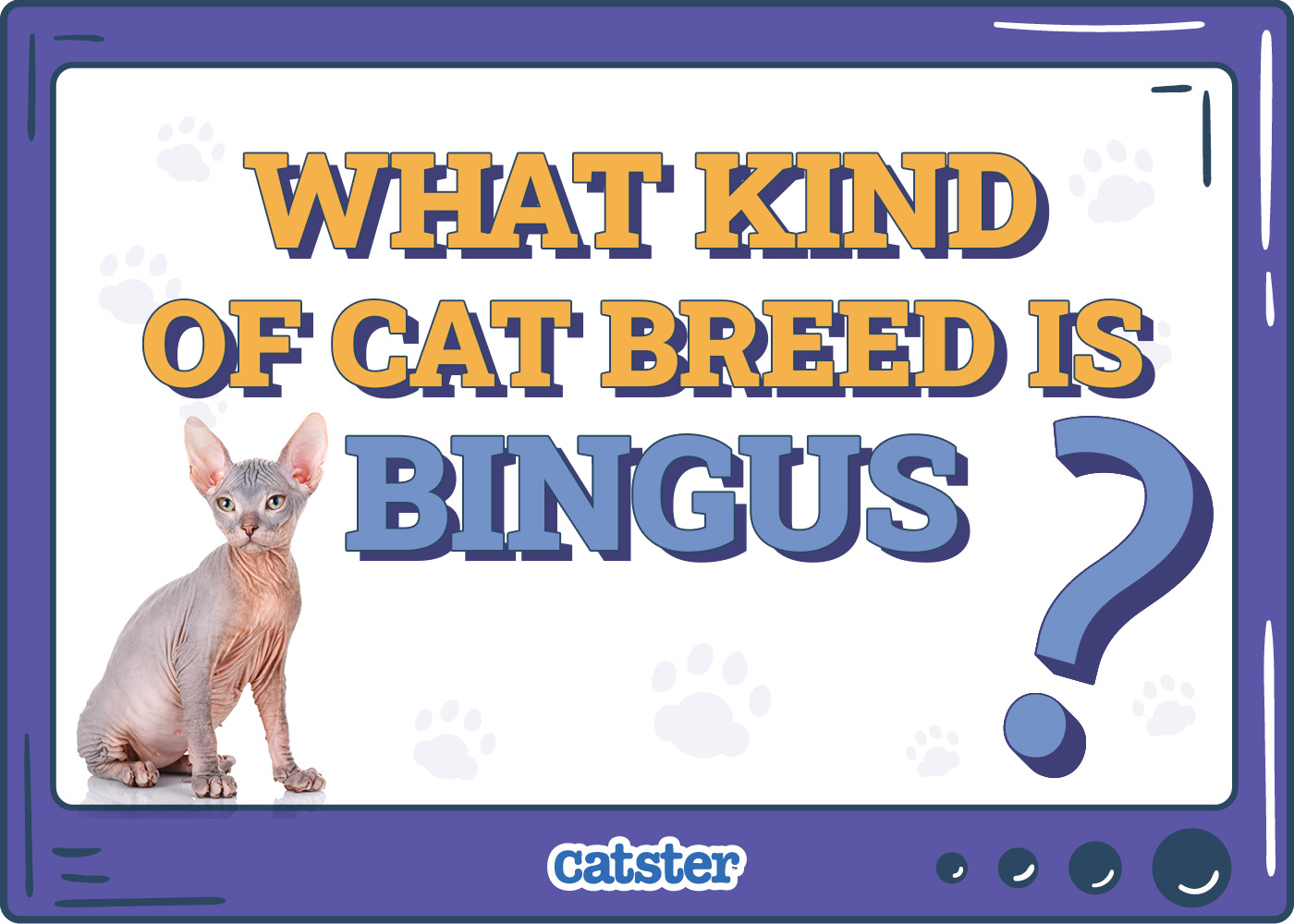 What Kind of Cat Breed is Bingus? Felines of Viral Videos