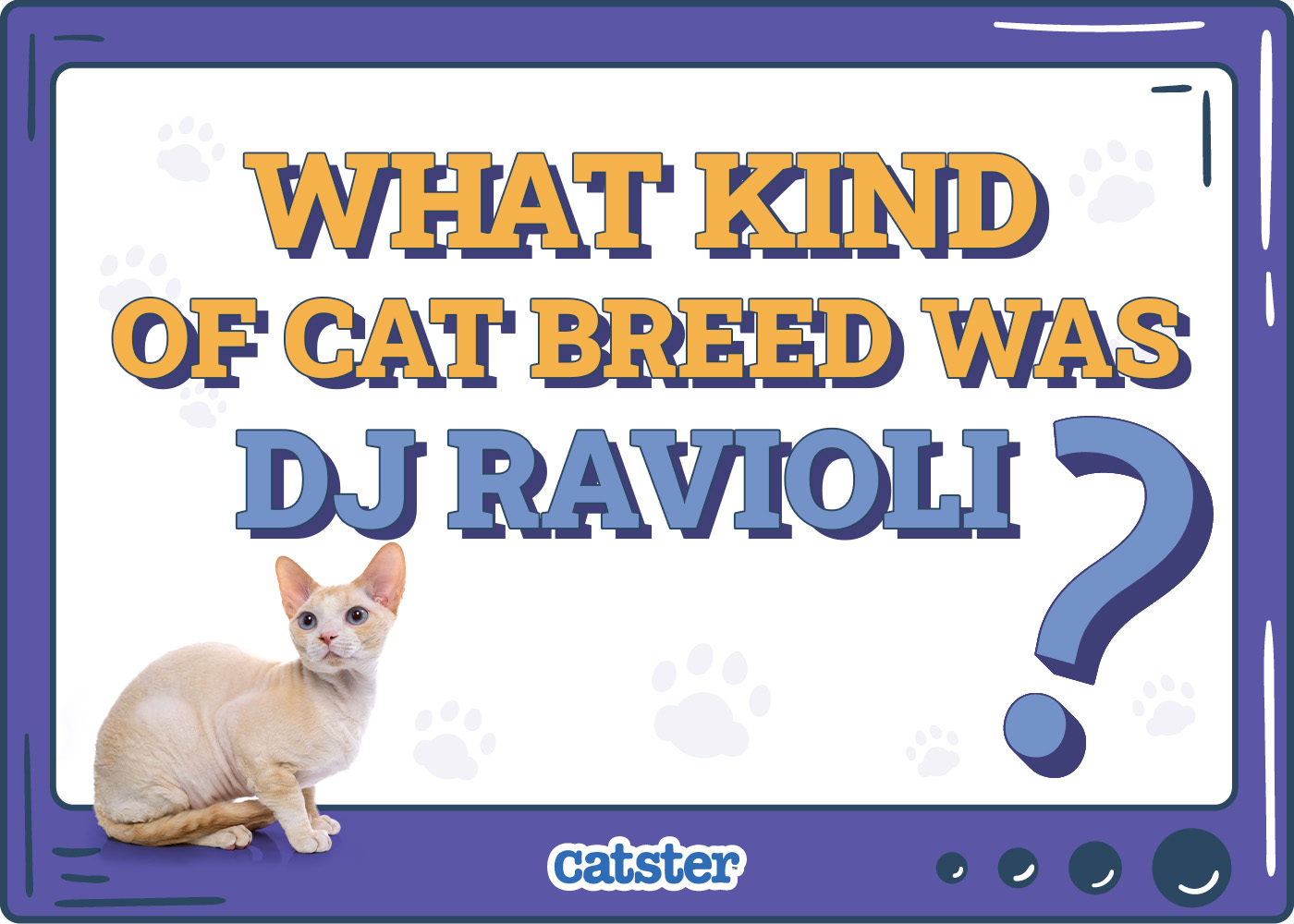 What Kind of Cat Breed Was DJ Ravioli? YouTube Star Facts