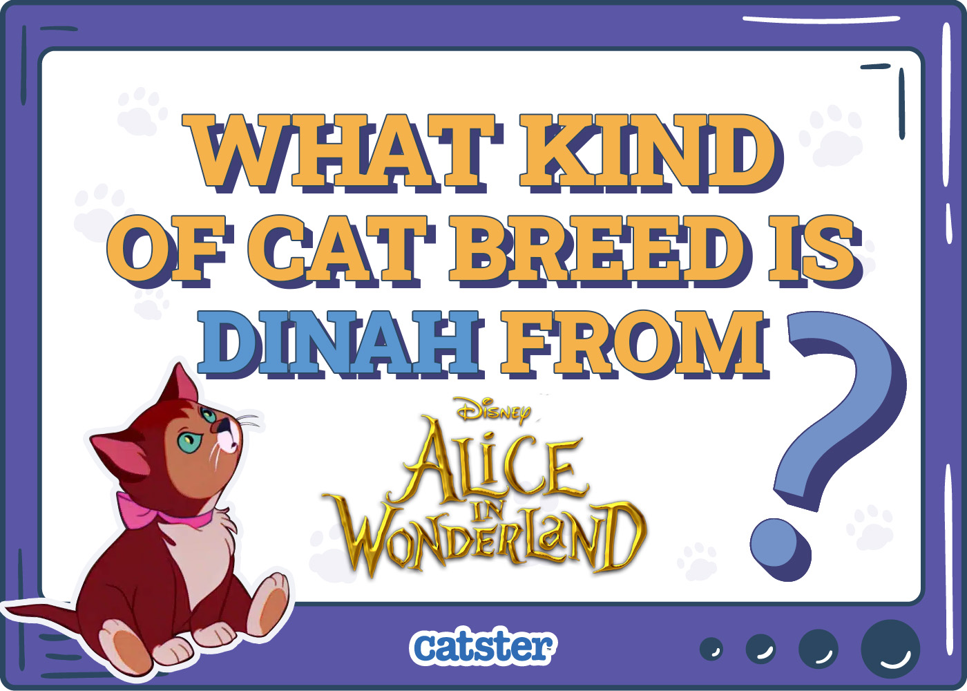 What Kind of Cat Breed Is Dinah From Alice in Wonderland? Interesting Facts