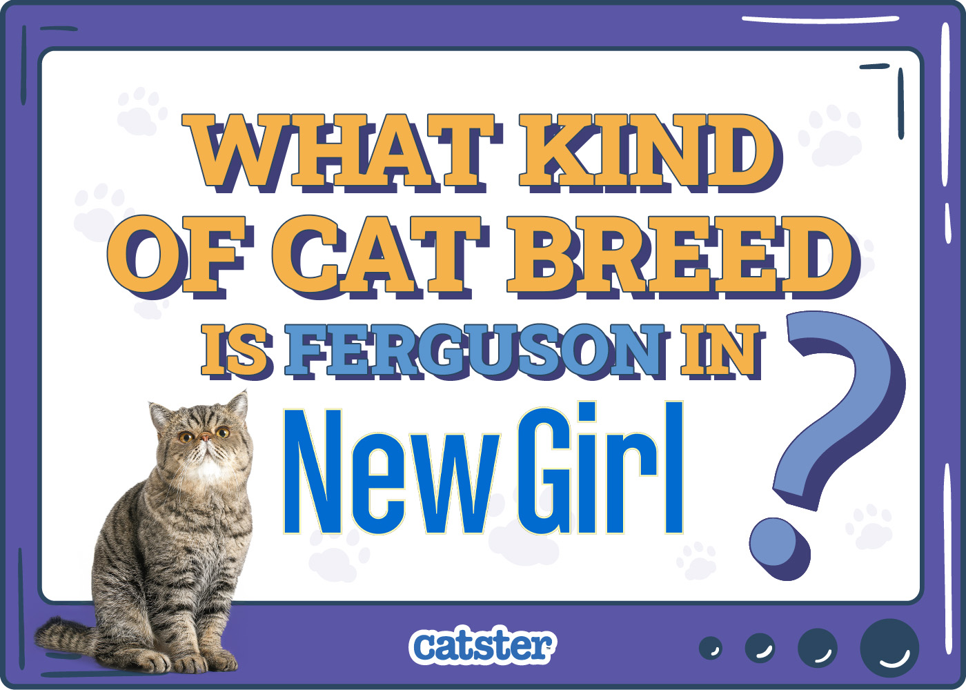 What Kind of Cat Breed is Ferguson in New Girl? Feline Celebrities Facts
