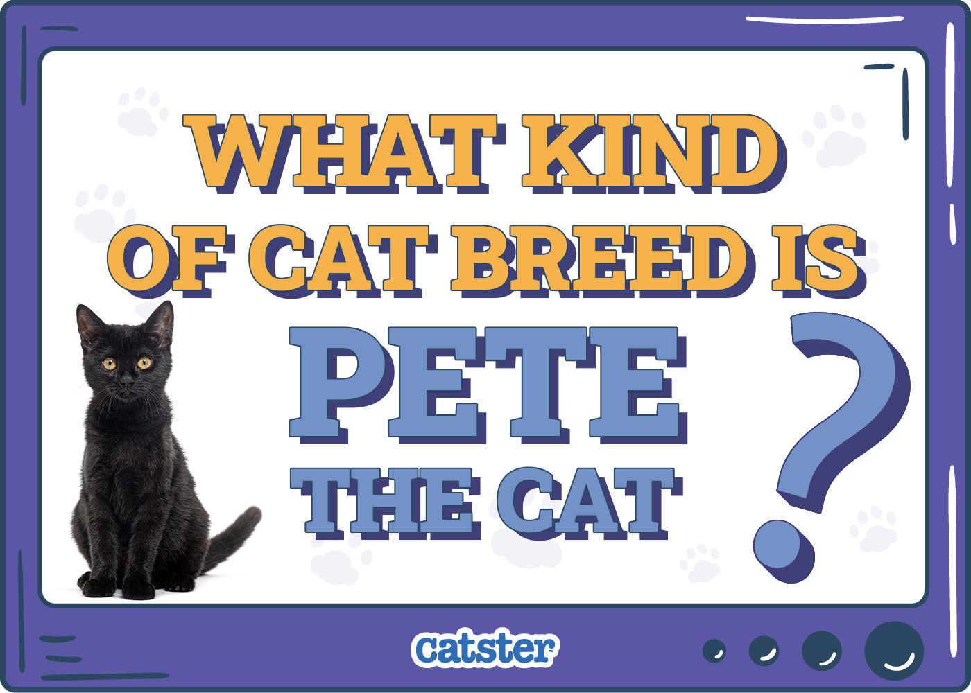 What Kind of Cat Breed Is Pete the Cat? Popular Fiction Facts