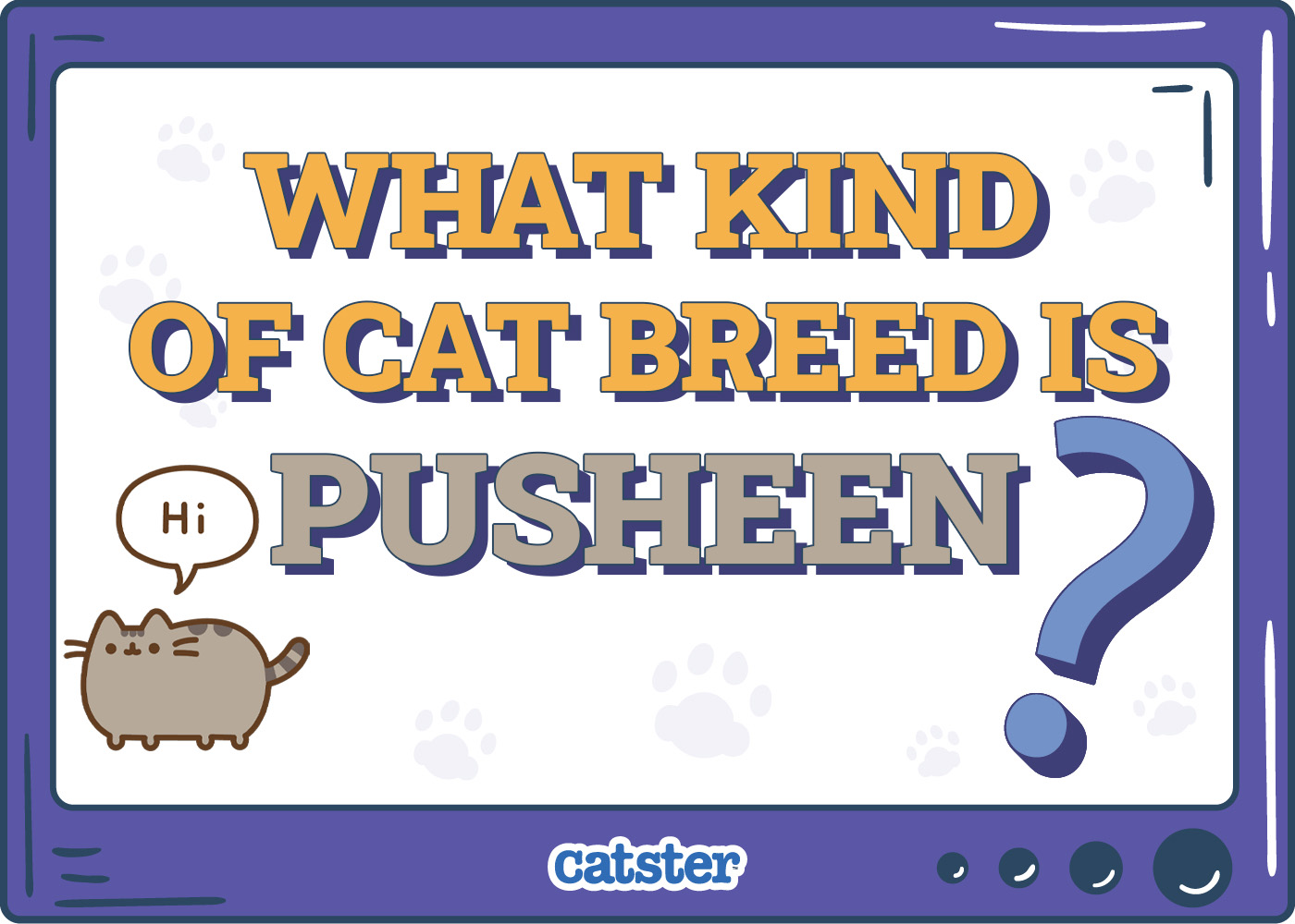 What Kind of Cat Breed Is Pusheen? The Story Behind the Popular Cat GIF