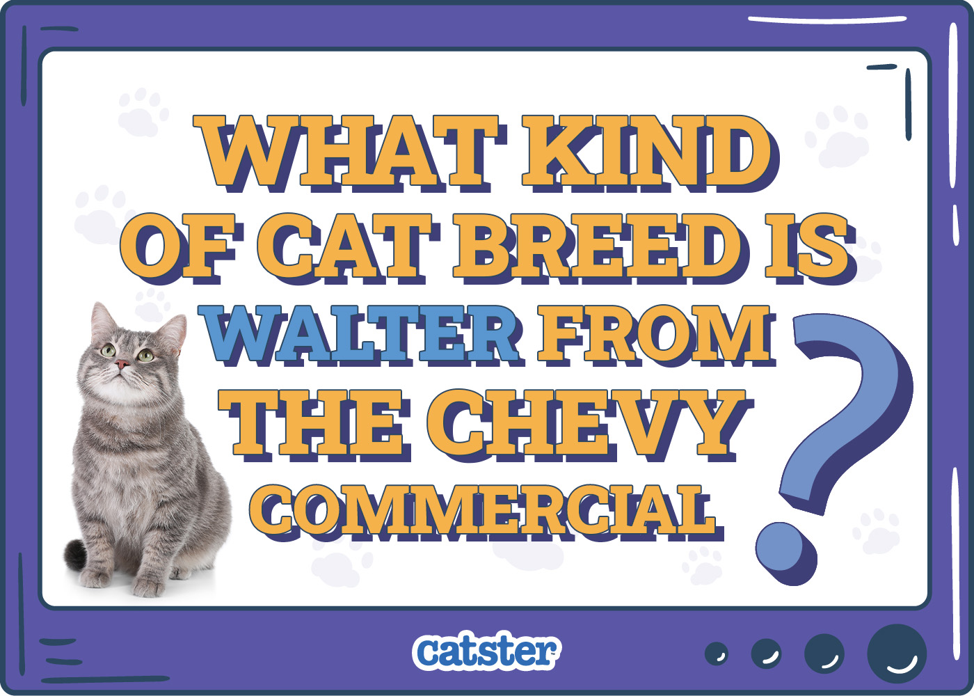What Kind of Cat Breed Is Walter from the Chevy Commercial? Feline History on the Media