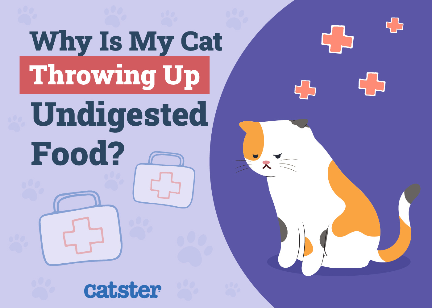 Why Is My Cat Throwing Up Undigested Food? Our Vet Explains 6 Potential Causes