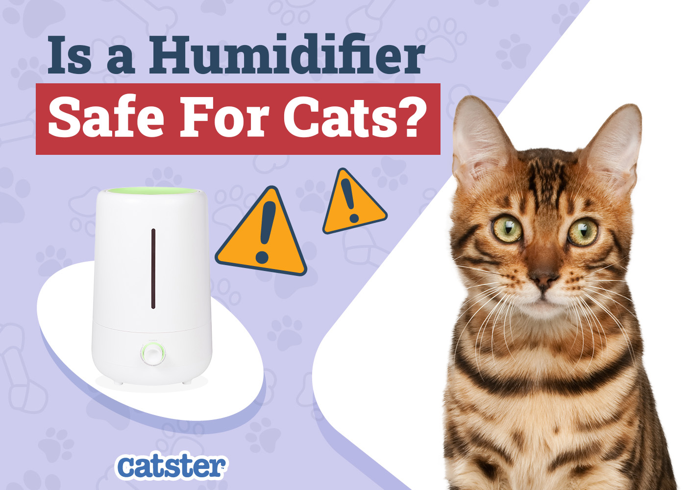 Is a Humidifier Safe for My Cat? (Potential Risks & Crucial Safety Tips)